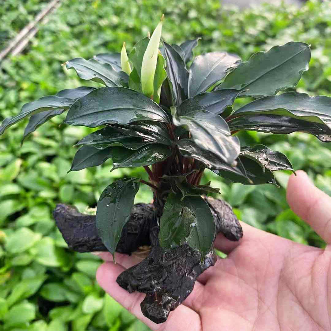 红心兰辣椒榕树脂沉木鱼草缸造景懒人增氧阴性淡水草活体水榕植物