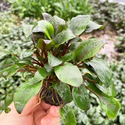 温蒂椒草小坨草鱼缸造景水草场直发懒人水培活体增氧阴性淡水水草