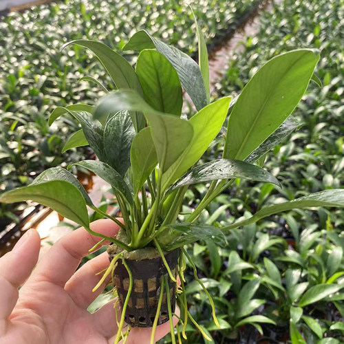 黑杯丹麦尖叶榕水草鱼缸原生缸造景水培增氧阴性活体淡水水草植物