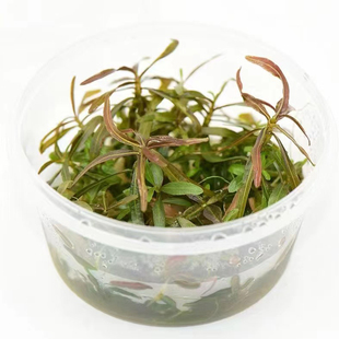 水下叶紫红针叶柳无菌杯鱼缸造景水草场直发水培增氧活体水草植物