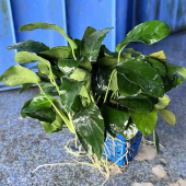 大叶牡丹榕杯装 水榕鱼缸草缸原生缸造景水培增氧阴性淡水水草植物