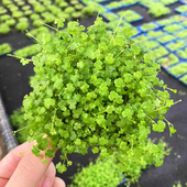 天湖葵片8 鱼缸草缸造景天胡荽懒人水培增氧阴性淡水前景水草 8cm