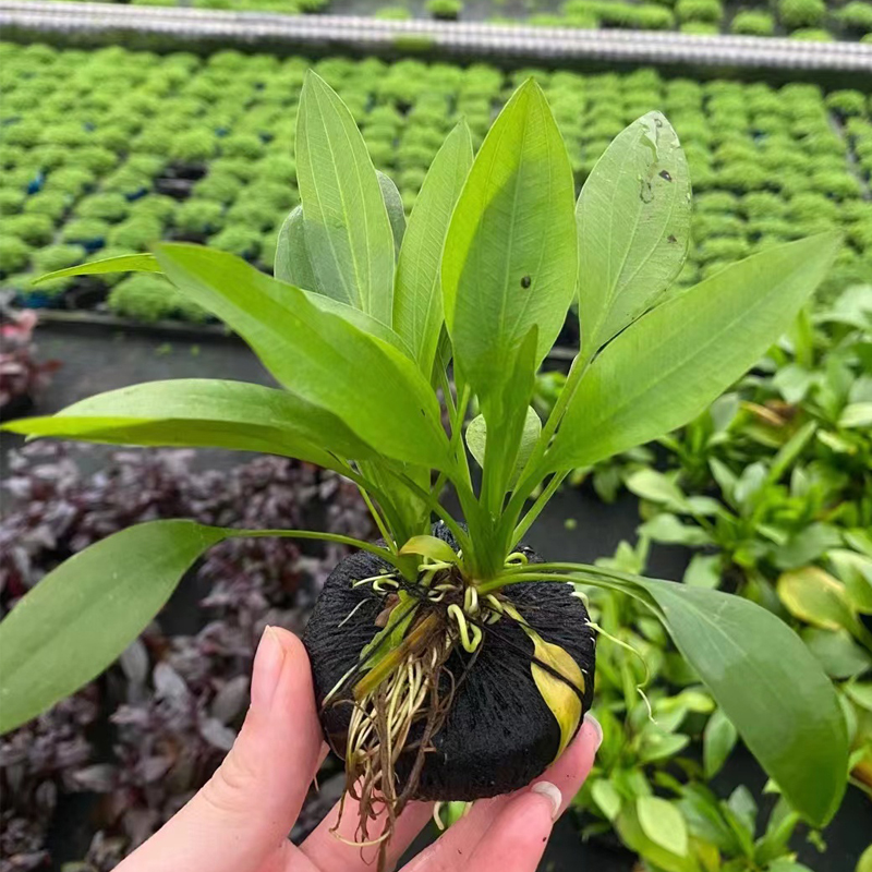阿根廷皇冠小坨草缸鱼缸造景水草懒人水培增氧淡水活水草阴性植物