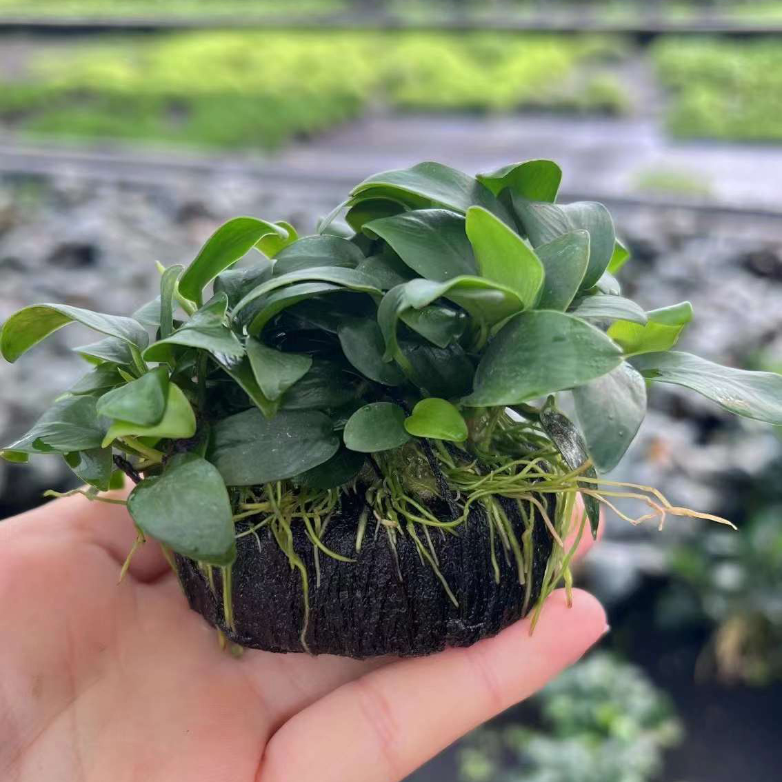 茂盛的袖珍迷你榕小坨草缸鱼缸造景懒人增氧淡水水草阴性活体植物