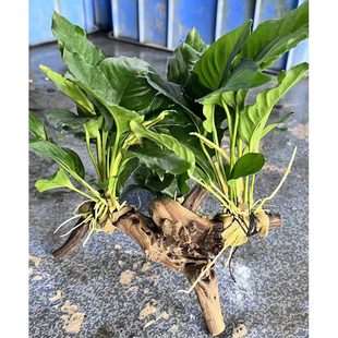 三头山涧榕杜鹃根沉木鱼草缸造景懒人水培增氧阴性淡水草活体植物