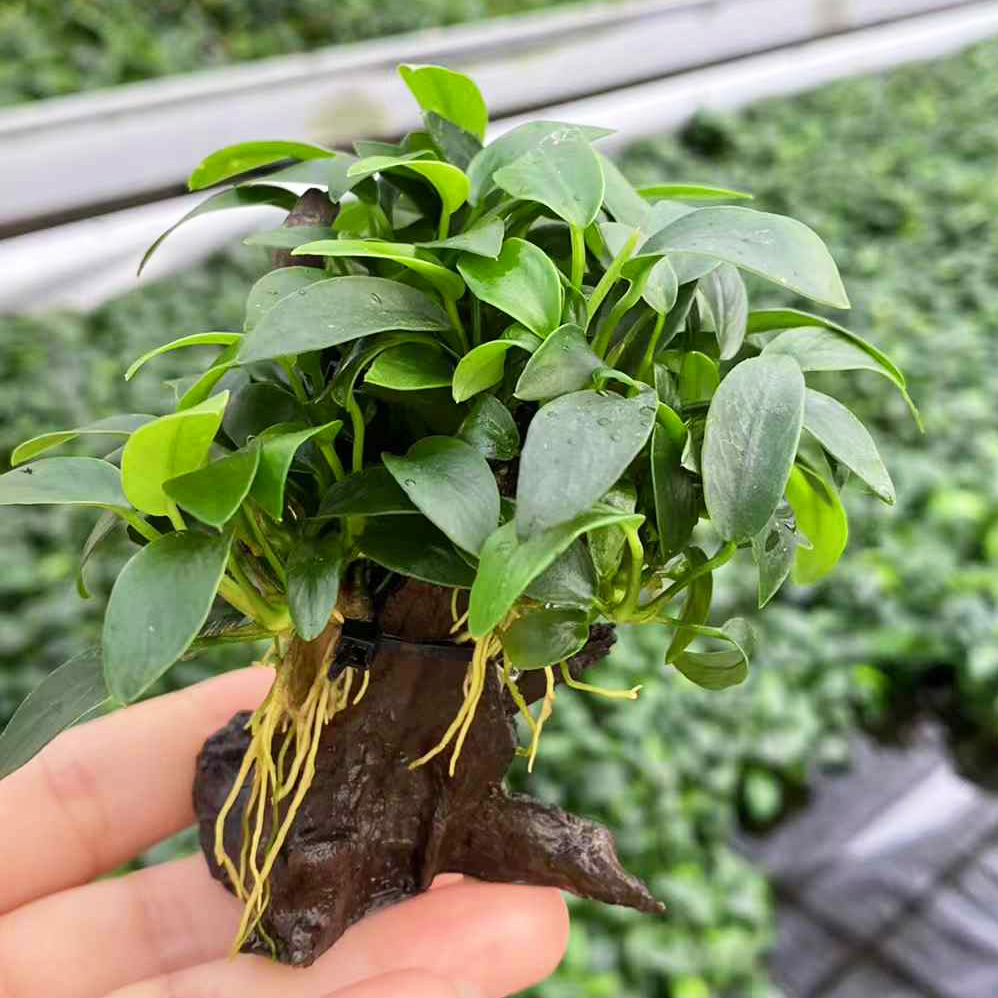 袖珍迷你榕相思树水草缸鱼缸造景水草场直发水培增氧活体水草植物