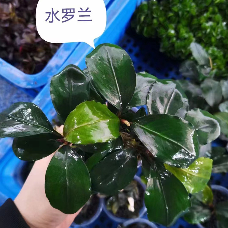 水罗兰辣椒榕果冻杯鱼缸原生缸造景水培增氧阴性淡水活体水草植物