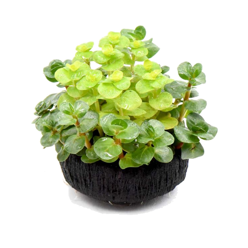 红宫廷混黄金钱小坨草造景水草场直发懒人水培增氧阴性淡水草植物