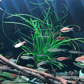 泰国水剑小坨草鱼草缸造景水草场直发懒人水培增氧阴性淡水草植物