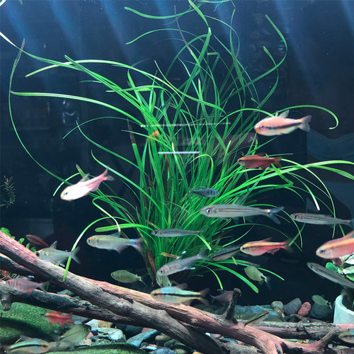 泰国水剑小坨草鱼草缸造景水草场直发懒人水培增氧阴性淡水草植物