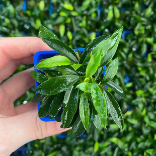 迷你瓦里斯榕杯装水榕鱼草原生缸造景水培增氧阴性淡活体水草植物