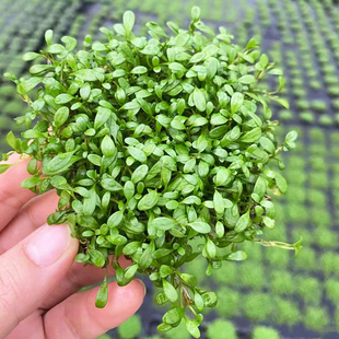 日本矮珍珠片8 鱼缸草缸造景懒人水培增氧阴性淡水前中景水草 8cm