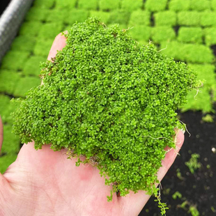 迷你矮珍珠片8 鱼缸草缸造景懒人水培增氧阴性淡水前中景水草 8cm