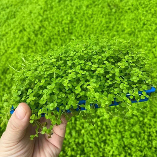 爬地矮珍珠8*15cm盒装水草缸鱼缸草缸造景水培增氧淡水草前景植物