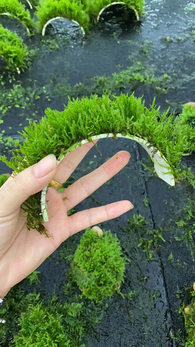 大三角莫斯拱桥鱼缸草缸造景鱼虾躲避穿梭屋懒人增氧阴性水草植物 宠物/宠物食品及用品 水草 原图主图