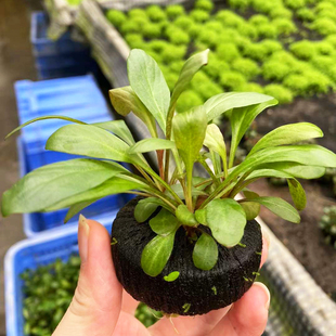 极乐鸟红宝石小坨草鱼缸造景水草懒人水培增氧淡水活水草阴性植物