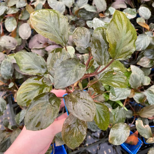 千年健辣椒榕杯装水榕鱼草原生缸造景水培增氧阴性淡活体水草植物