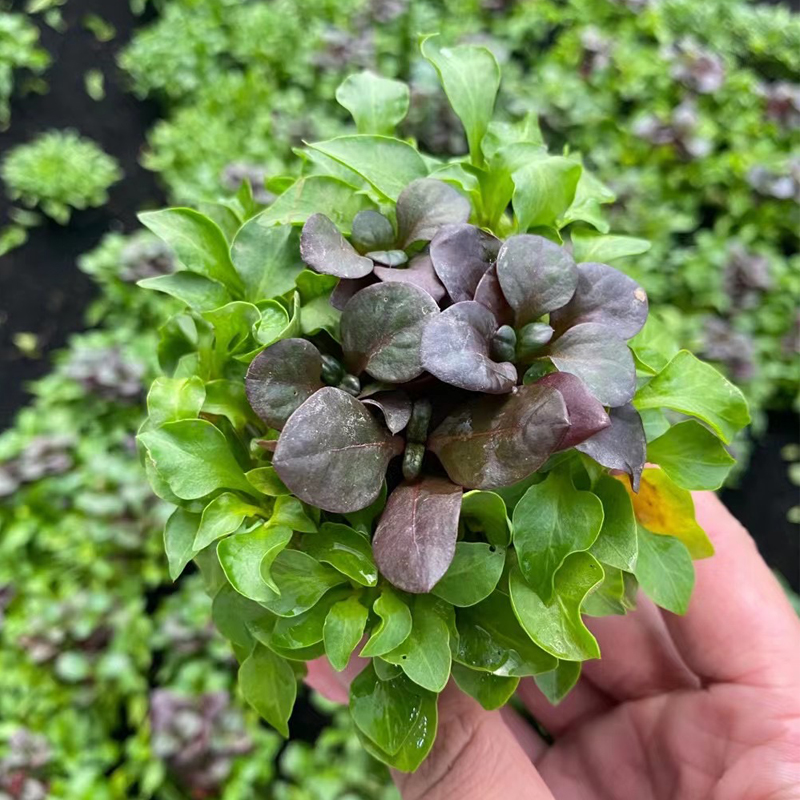 黄金波混红波小坨草鱼缸造景水草场直发懒人水培增氧阴性淡水草植