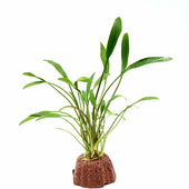 宝塔型火山石泰国青椒水草鱼缸造景懒人活体新手增氧阴性水草植物