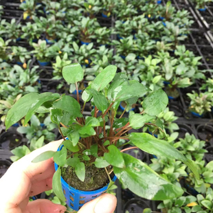 绿温蒂椒草杯装小温蒂草鱼缸造景前中景水草增氧阴性活体淡水植物