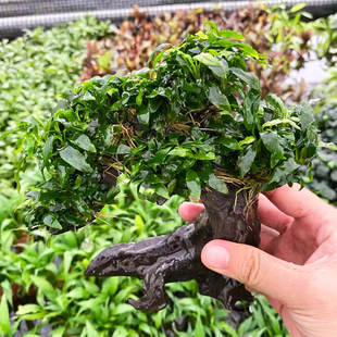 迷你瓦里斯榕水草招财树鱼缸造景懒人增氧阴性水榕类水草活体植物