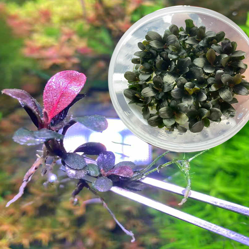 水下叶尼奥辣椒榕无菌杯鱼缸造景水草水培增氧活体淡水草带根植物