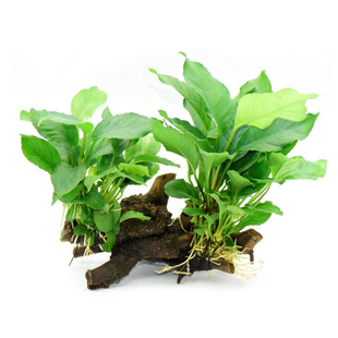 双头山涧榕杜鹃根沉木鱼草缸造景懒人水培增氧阴性淡水草活体植物
