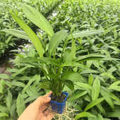 正宗ADA 山崎桂杯水草鱼水陆雨林缸造景后景水草增氧阴性挺水植物