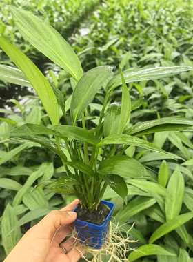 正宗ADA 山崎桂杯水草鱼水陆雨林缸造景后景水草增氧阴性挺水植物