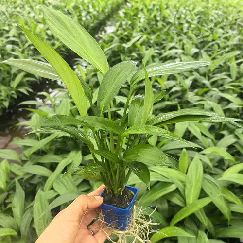正宗ADA 山崎桂杯水草鱼水陆雨林缸造景后景水草增氧阴性挺水植物