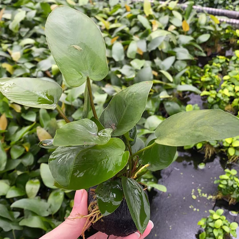 迷你燕尾榕小坨草鱼缸造景水草场直发懒人增氧淡水草活体阴性植物