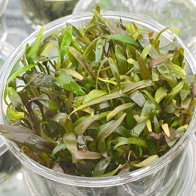 水下虎纹椒草无菌杯鱼草缸造景水培增氧虎斑椒草阴性水草活体植物