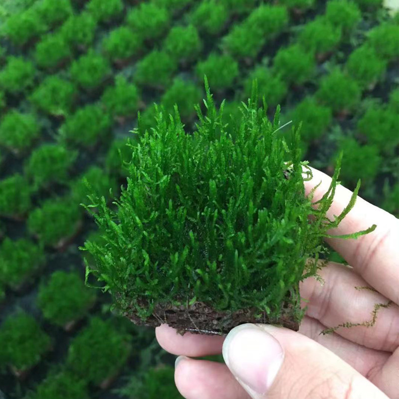 火山石火焰莫斯鱼缸草缸造景水草场直发懒人增氧阴性淡前景真水草,宠物/宠物食品及用品,水草,淘宝优惠券,粉丝福利购,淘宝优惠卷