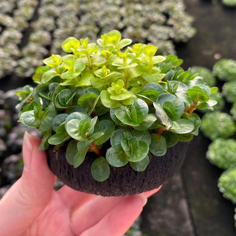 红宫廷混黄金钱大坨草造景水草场直发懒人水培增氧阴性淡水草植物