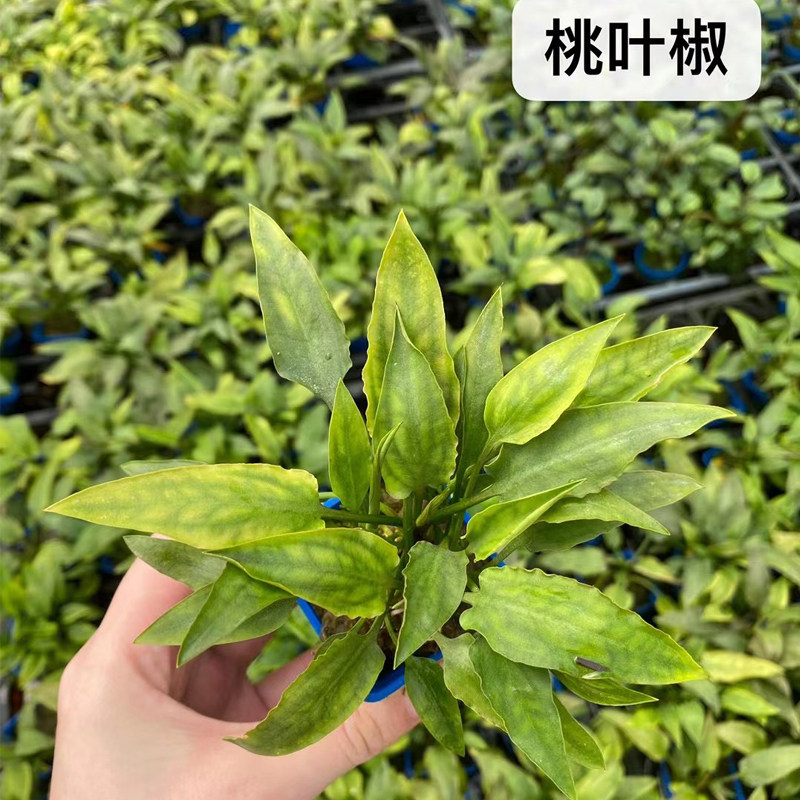 桃叶椒草杯装水草缸鱼缸造景前中景新手水草增氧阴性淡水活体植物