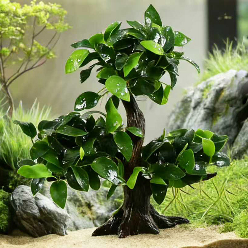 中号松柏树绿孔雀榕鱼缸草缸造景懒人增氧阴性水榕类水草活体植物