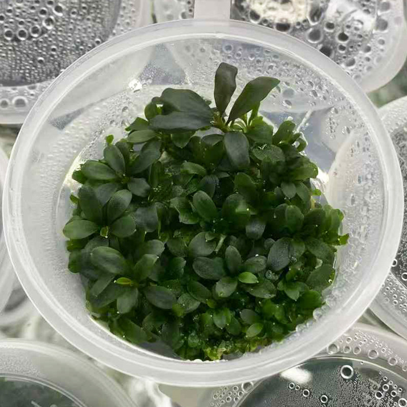 水下叶迷你野辣椒榕无菌杯鱼缸造景水培增氧活体带根淡水水草植物