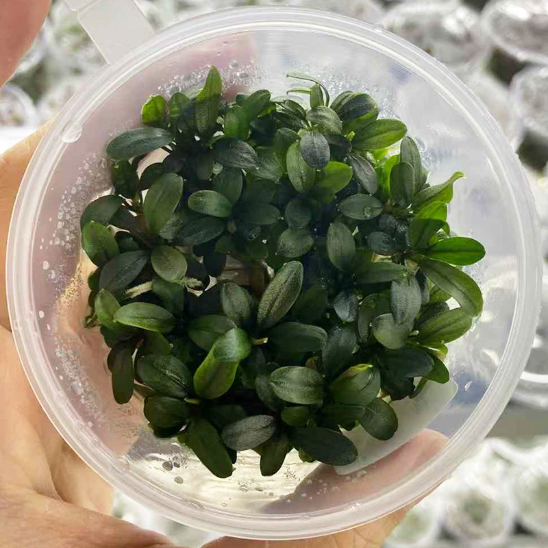 水下叶布朗尼辣椒榕无菌杯鱼缸造景水草水培增氧活体水草带根植物