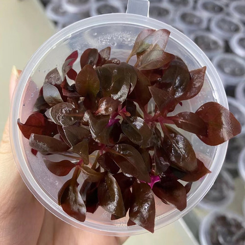 丹麦红玫瑰无菌杯鱼草缸造景中后景水草场直发水培增氧淡水草植物