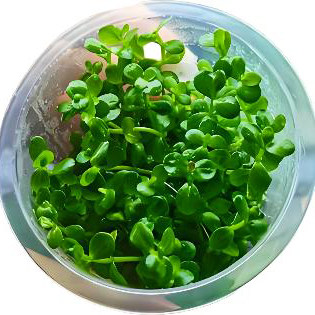 水下叶西瓜对叶无菌杯鱼缸造景水草场直发水培增氧活体淡水草植物