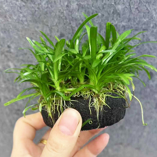 小水兰原生态大坨草鱼缸造景水草场直发懒人水培增氧淡水水草植物
