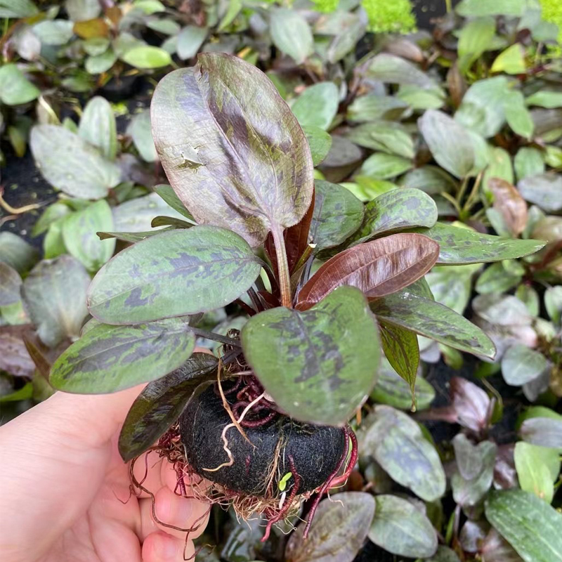 红花旦小坨草缸鱼缸造景皇冠类水草懒人水培增氧淡水水草阴性植物