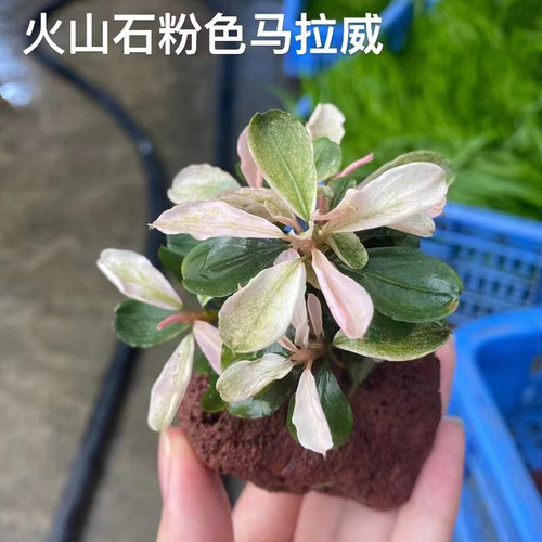 粉色马拉威辣椒榕火山石水榕类水草缸造景懒人增氧阴性淡活体水草