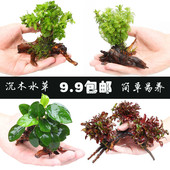 水族箱鱼缸造景沉木造景套餐阴性淡水装 饰水榕懒人活体火山石水草