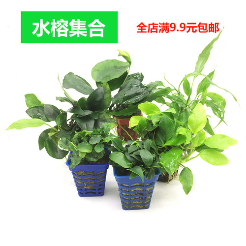 阴性水草小水榕大叶榕黄金榕丹麦