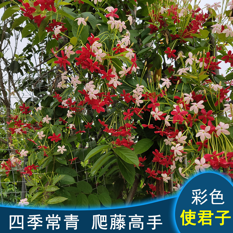 使君子花苗藤类攀爬植物室外花苗藤本花卉阳台庭院爬藤植物包邮