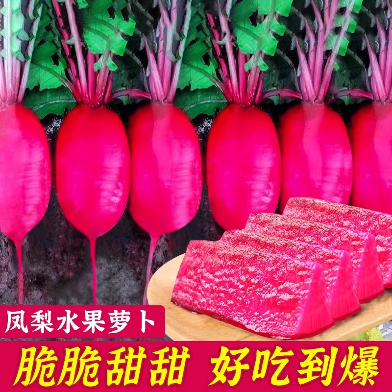 凤梨水果萝卜种子红皮紫心种籽四季大全阳台盆栽紫美人籽种蔬菜孑