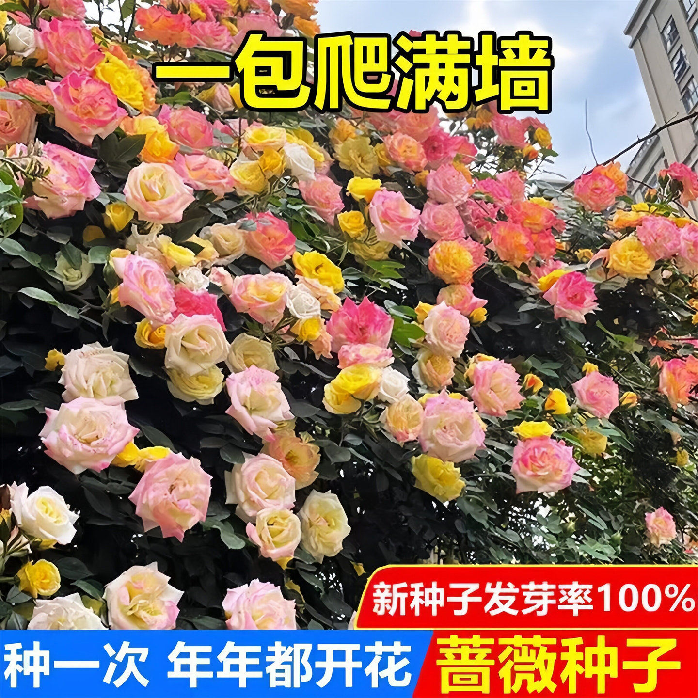 蔷薇花种子爬藤混色蔷薇种子无需牵引直接爬墙花卉种年年有花看