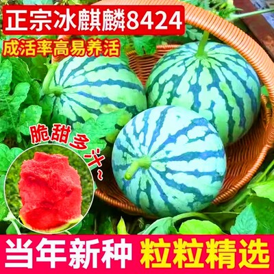 8424冰糖麒麟美都无籽巨型特大懒汉黑美人高产早熟盆栽西瓜种子