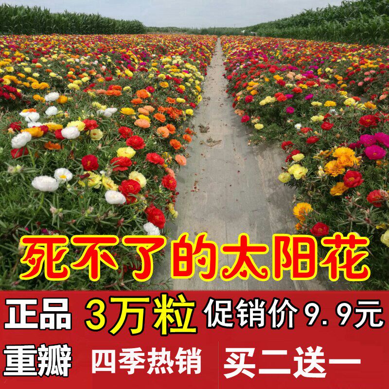 重瓣太阳花种子四季种开花七彩盆栽植物草卉野花组合格桑花种籽子